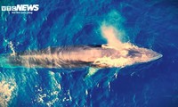 Two-tonne blue whale spotted off Mui Ganh-Hoai Hai beach