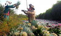 Выращивание ананасов в низинах и на кислых почвах способствует улучшению жизни крестьян Хаузянга