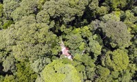 Лес дядюшки Нам Конга – пример охраны окружающей среды естественных лесов