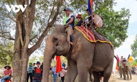 Уникальная церемония моления за здоровье слонов в провинции Даклак