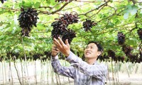 В провинции Ниньтхуан вывели новый сорт винограда NH04-102