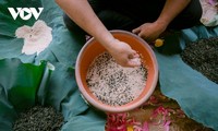 Процесс изготовления чая, который продается за десятки миллионов донгов за кг 