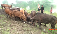 Ликвидация голода и бедности в горном уезде Бакйен, провинция Шонла