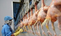 Lô gà đầu tiên của Việt Nam xuất sang Nhật vào ngày 9/9