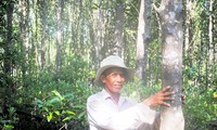 Đồng quản lý rừng ngập mặn giúp khôi phục “lá chắn” xanh ven biển