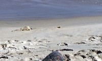 Quảng Nam: Thả cá thể rùa xanh quý hiếm về biển