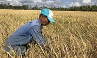 Thủ tướng Nguyễn Xuân Phúc chủ trì họp về giải pháp tạm trữ lúa gạo