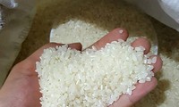 Hội nghị thúc đẩy sản xuất tiêu thụ lúa gạo khu vực đồng bằng sông Cửu Long