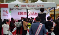 Festival dâu tây Hàn Quốc tại Hà Nội