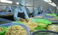 Ngành điều Việt Nam đặt mục tiêu xuất khẩu 4 tỷ USD trong năm 2020