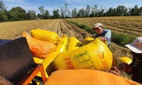 Bộ Nông nghiệp và Phát triển nông thôn đề xuất cho phép tiếp tục xuất khẩu gạo nếp