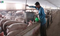 Tiếp tục nhập khẩu lợn để nhân giống, phục vụ tái đàn