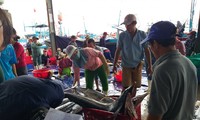 Nam Trung bộ, ngư dân đánh bắt xuyên Tết được mùa