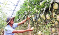 Nông dân Việt cần chủ động hơn để thích ứng với biến đổi khí hậu