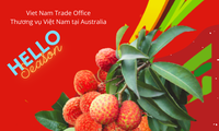 Khoảng 100 tấn vải Việt Nam chuẩn bị xuất khẩu sang Australia