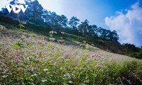Hà Giang- mùa hoa tam giác mạch