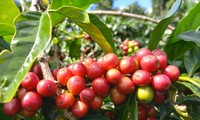 Chuỗi cung ứng café bền vững ở Hướng Hóa – Những khởi sắc mới
