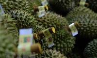 Khai mạc “Lễ hội trái cây và giới thiệu sầu riêng Việt Nam” tại Thiên Tân, Trung Quốc