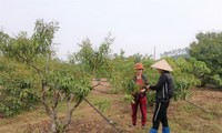Bắc Giang nâng cao chất lượng vải thiều xuất khẩu