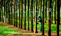 Tăng cường hợp tác trong thực thi quy định mới của EU về chống phá rừng
