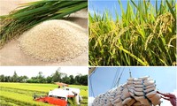 Chỉ thị của Thủ tướng về đẩy mạnh sản xuất, kinh doanh lúa, gạo bền vững