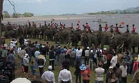 В провинции Даклак открылся Праздник слонов "Буондон"