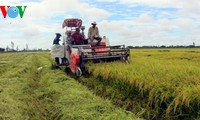 Долгосрочная стратегия развития производства и экспорта риса