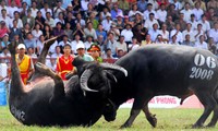 Традиционный праздник боев буйволов 