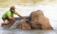 Приручение слонов – традиционный промысел народности М’Нонг