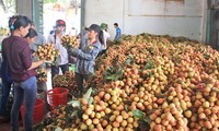 CША импортируют в страну личи и лонган из Вьетнама