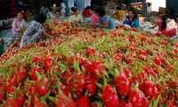 Объем экспорта овощей и фруктов Вьетнама увеличивается