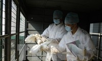 В Китае зафиксирован случай заражения человека вирусом птичьего гриппа H7N9
