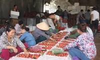 Перспективы экспорта вьетнамских фруктов многообещающие 