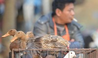 В Китае выявлены еще шесть новых случаев заражения вирусом птичьего гриппа H7N9 