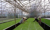 Развитие умного сельского хозяйства во Вьетнаме