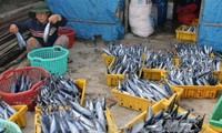 Ассоциация рыбного промысла Вьетнама против введенного Китаем запрета на рыбную ловлю 