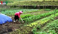 Хоанг Тхи Кан успешно ведёт семейное хозяйство несмотря на многочисленные трудности 