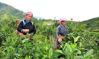 Программа «У каждой общины своя продукция» в провинции Лаокай