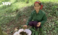 Убора урожая аниса вместе с жителями провинции Лангшон
