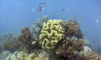 Австралия выделит $700 млн на спасение Большого Барьерного рифа