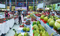 Скоро пройдёт Фестиваль вьетнамских фруктов и продукции OCOP 