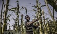 ООН приняла резолюцию, призывающую разрешить глобальный продовольственный кризис