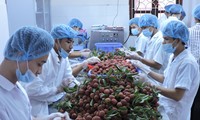 Объединение усилий для вывода сельхозпродукции Вьетнама на мировой рынок