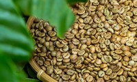 Экспорт вьетнамского кофе превысил более $2 млрд.