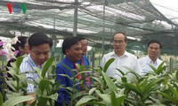 同塔省要培育出符合该省条件的水稻和花卉品种