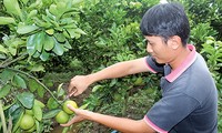 后江省凤协县农民携手将川橙品牌推向市场