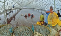 九龙江平原地区在气候变化条件下发展养虾业