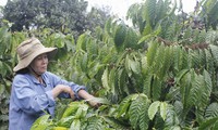 多乐省可持续生产咖啡