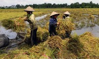 越南后江省评定第20个达到新农村标准的乡