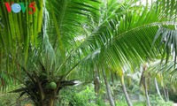 槟椥果园里的椰子树